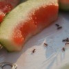 Several ants around watermelon rinds.