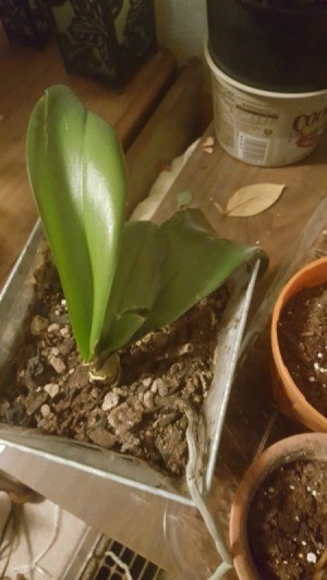 Orchid Leaves Turning Brown - orchid in pot