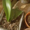 Orchid Leaves Turning Brown - orchid in pot