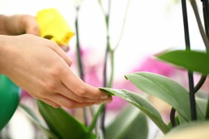 Spraying a houseplant with gnats.