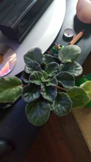 Repotting an African Violet -small potted violet
