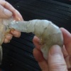 Removing the shell from a shrimp.