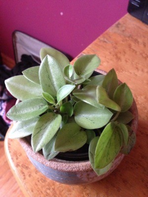 What Is This Houseplant? short plant with light green slightly variegated leaves