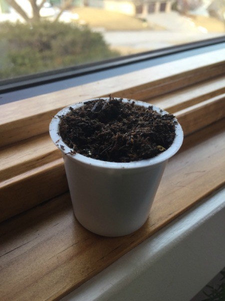Use a K Cup for Seed Starter