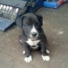 Is My Puppy a Pit Bull? - black and white puppy
