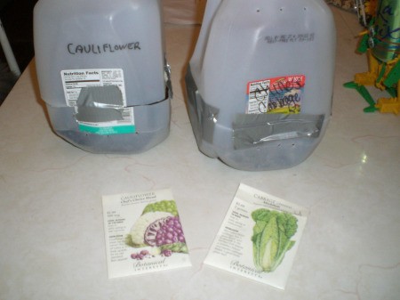 Starting Seeds in the Snow - planted jugs with seed packets in foreground