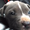 Is My Pit Bull Full Blooded? - black and white puppy