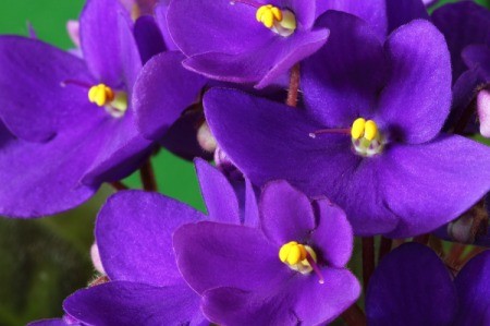 Care and Feeding of African Violets