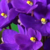 Care and Feeding of African Violets