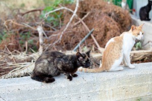 Stray cats sitting on a concrete wall.