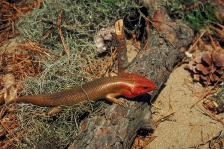 A broad-headed skink among some plants outside.