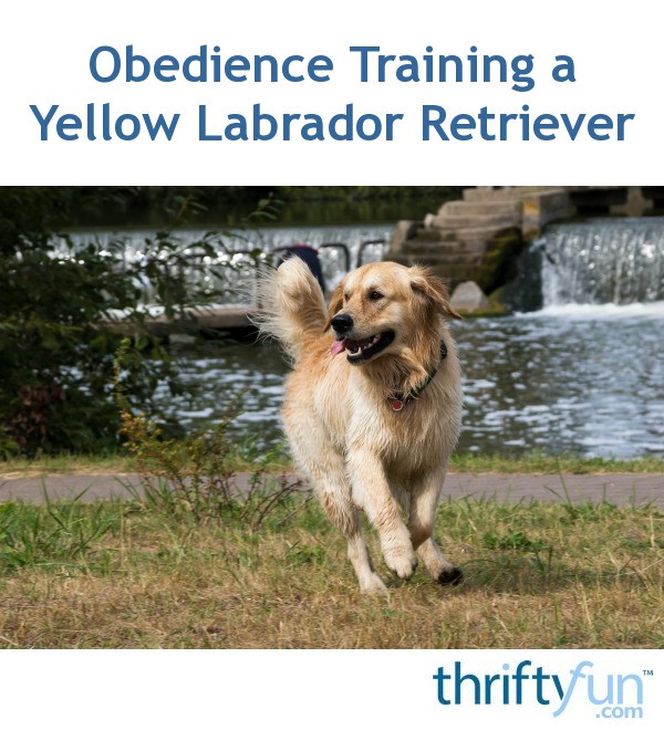 Obedience Training a Yellow Lab? ThriftyFun