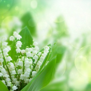 A lily of the valley plant in bloom, with small white bell shaped flowers.
