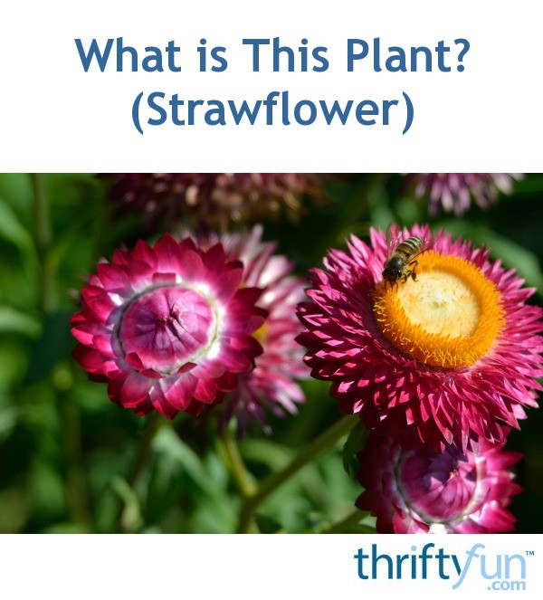 What is This Plant? Strawflower ThriftyFun