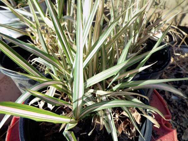 Gardening By Trial And Error - canary grass