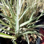 Gardening By Trial And Error - canary grass