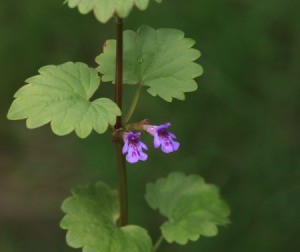 A creeping charlie with a purple flower.