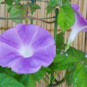 A morning glory vine in bloom.