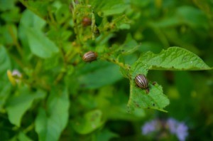 Several beetles eating the leaves of a potato plants.