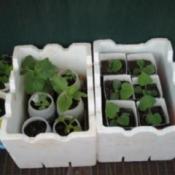 Saving Money on Gardening