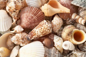 Seashells