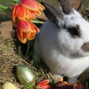 A rabbit near some tulips outside.
