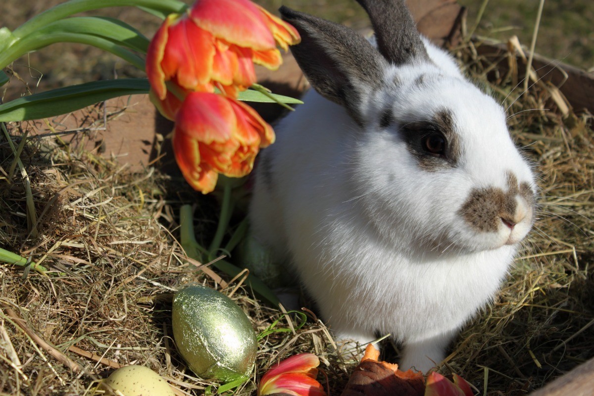how to stop rabbits from eating my tulips