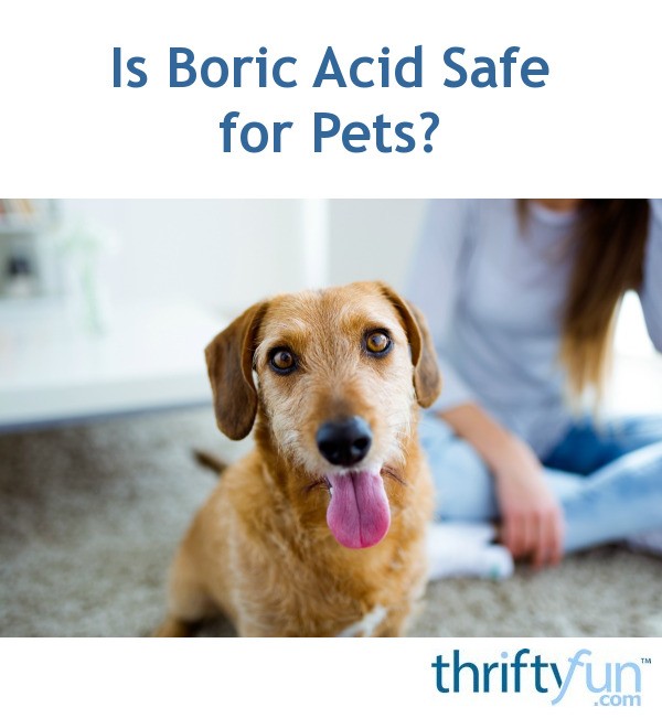 Is Boric Acid Safe for Pets? | ThriftyFun