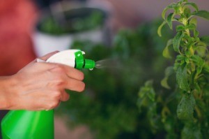 A person using a spray bottle on plants outdoors.