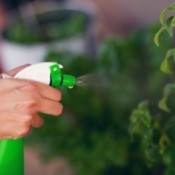 A person using a spray bottle on plants outdoors.