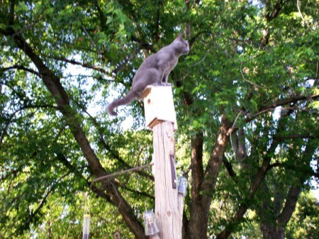 Lulu - on top of the birdhouse