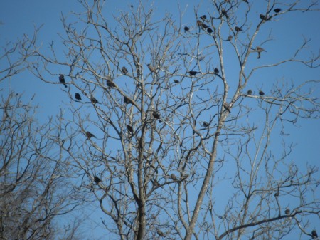 Cowbirds - in a winter tree