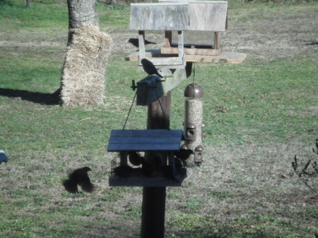 Cowbirds - on feeder