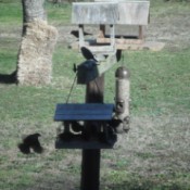 Cowbirds - on feeder