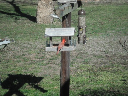 Cowbirds - cardinal on feeder