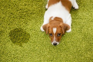 A dog next to an accident on the carpet.