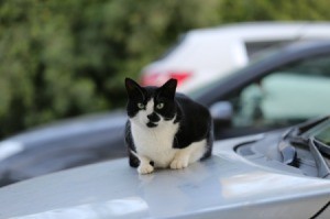 A black and white cat sitting on a car's hood.