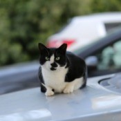 A black and white cat sitting on a car's hood.
