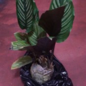 What Is This Houseplant? plant with large dark green and white striped leaves