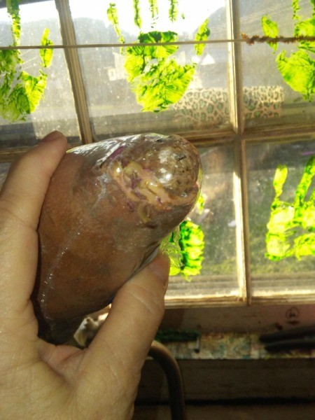 Plastic Wrapped Sweet Potato Grew Roots