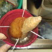 Plastic Wrapped Sweet Potato Grew Roots