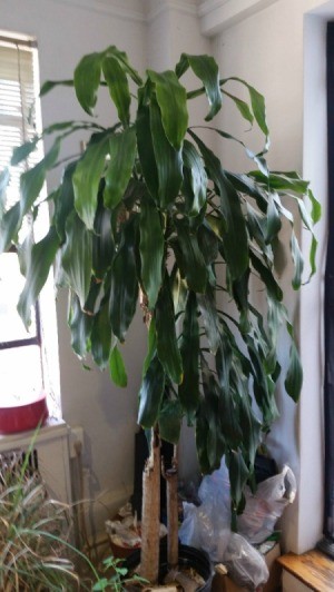 What Is This Houseplant? tall Dracaena looking plant