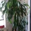 What Is This Houseplant? tall Dracaena looking plant