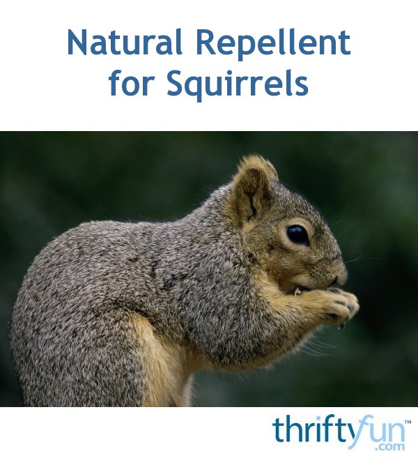 Natural Repellent for Squirrels | ThriftyFun