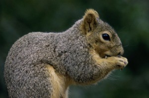 Close up of a squirrel.