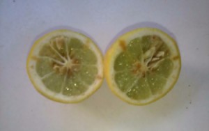 Lemon as Substitute for Smelling Salts - lemon cut in two