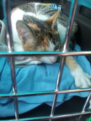 Lilly (Kitten) Rides in a Car - calico cat in small crate