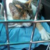 Lilly (Kitten) Rides in a Car - calico cat in small crate