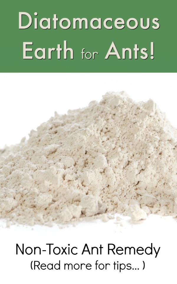 Using Food Grade Diatomaceous Earth for Ants ThriftyFun