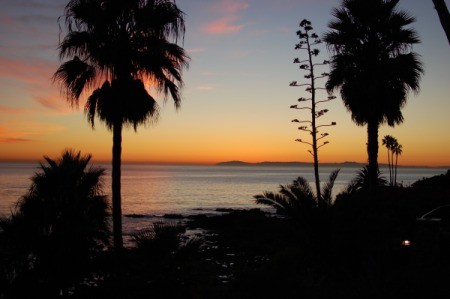 Palm trees at sunset at the beach.